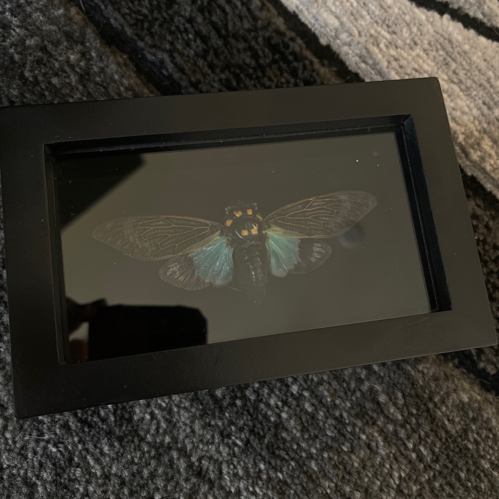 Shadow boxes Cicada